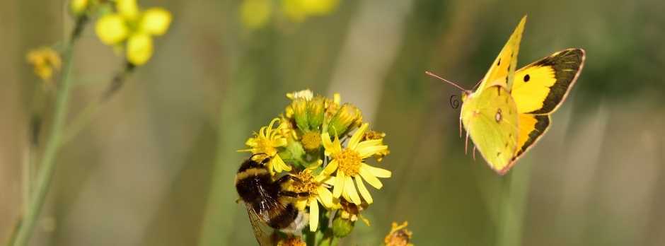 Mariposas Amarillas simbolo del realismo mágico